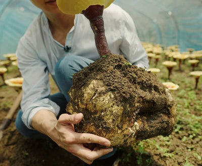 Person holding a large mushroom with soil in a greenhouse.