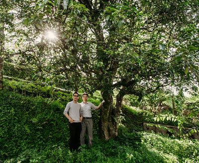 Two people standing next to a large tree in a lush, green forest with sun shining through the leaves.